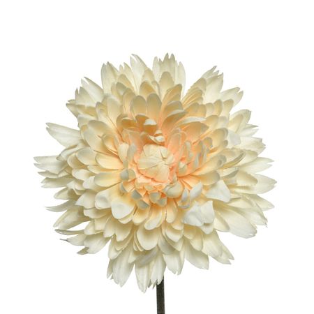 Flor crisantemo en tallo 20x54cm Crema - multicenter